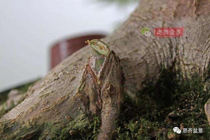 图解 红枫盆景怎么靠接补干的方法