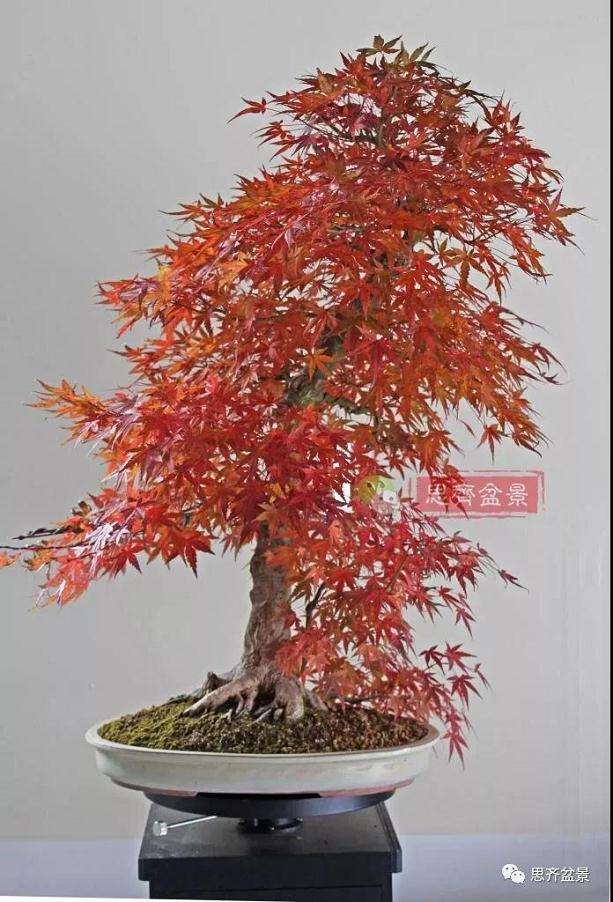 图解 红枫盆景怎么靠接补干的方法
