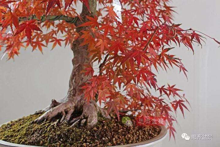 图解 红枫盆景怎么靠接补干的方法