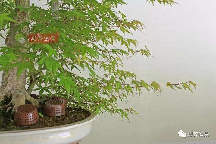 图解 红枫盆景怎么靠接补干的方法