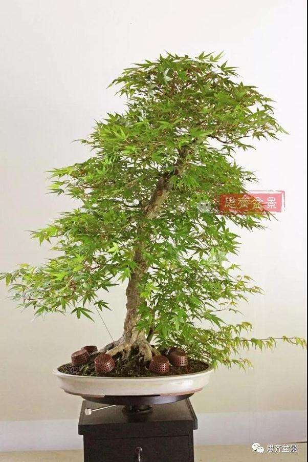 图解 红枫盆景怎么靠接补干的方法