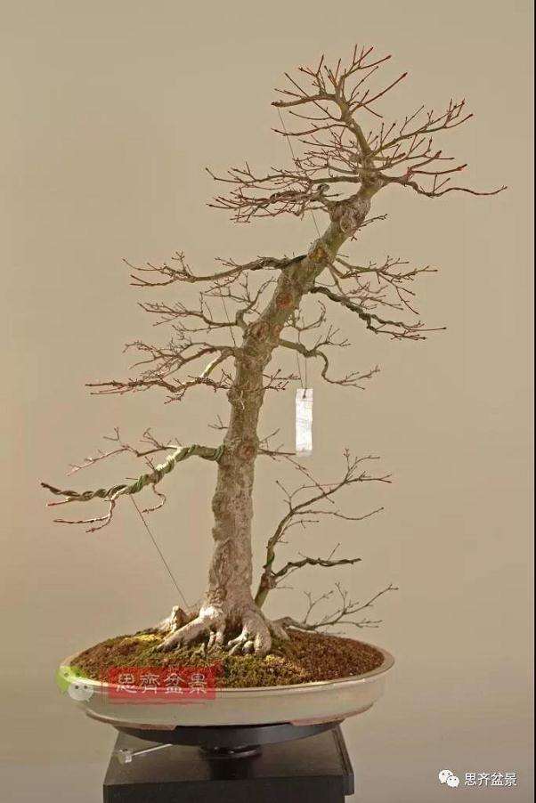 图解 红枫盆景怎么靠接补干的方法