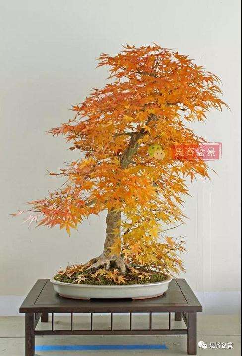 图解 红枫盆景怎么靠接补干的方法