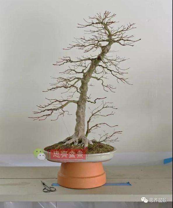 图解 红枫盆景怎么靠接补干的方法