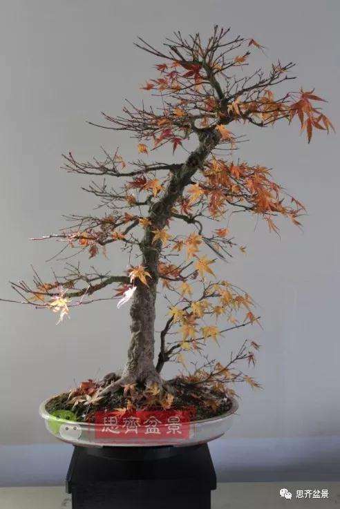 图解 红枫盆景怎么靠接补干的方法