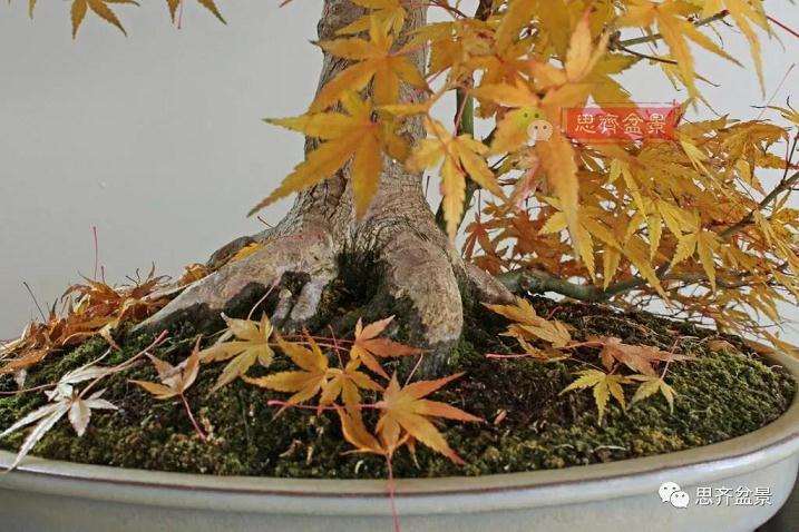 图解 红枫盆景怎么靠接补干的方法