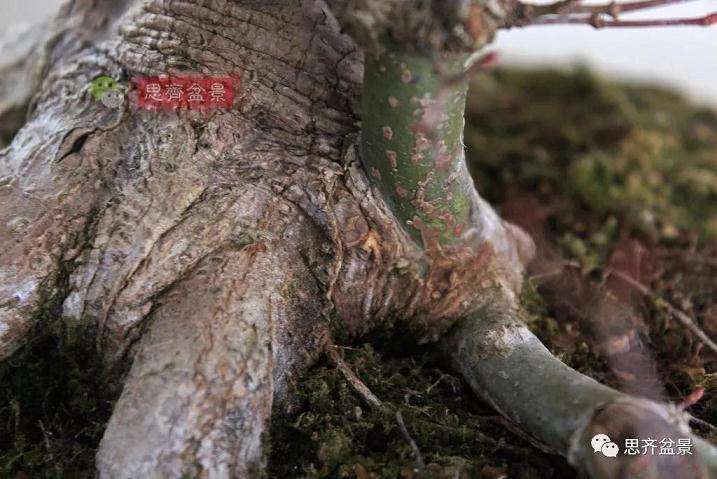 图解 红枫盆景怎么靠接补干的方法
