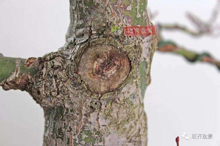 图解 红枫盆景怎么靠接补干的方法