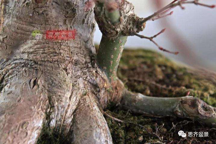图解 红枫盆景怎么靠接补干的方法