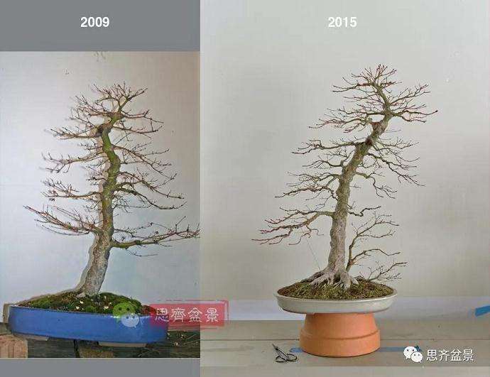 图解 红枫盆景怎么靠接补干的方法