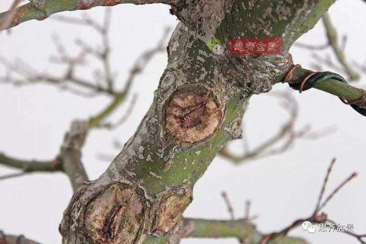 图解 红枫盆景怎么靠接补干的方法