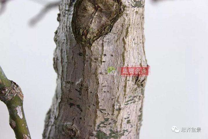 图解 红枫盆景怎么靠接补干的方法