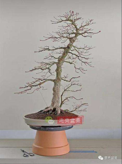 图解 红枫盆景怎么靠接补干的方法