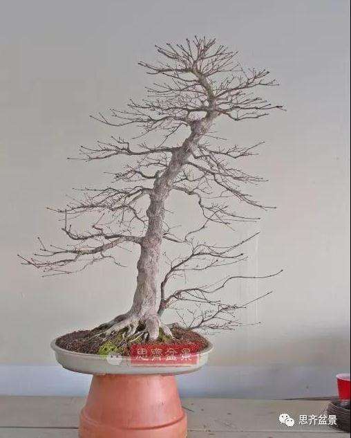 图解 红枫盆景怎么靠接补干的方法