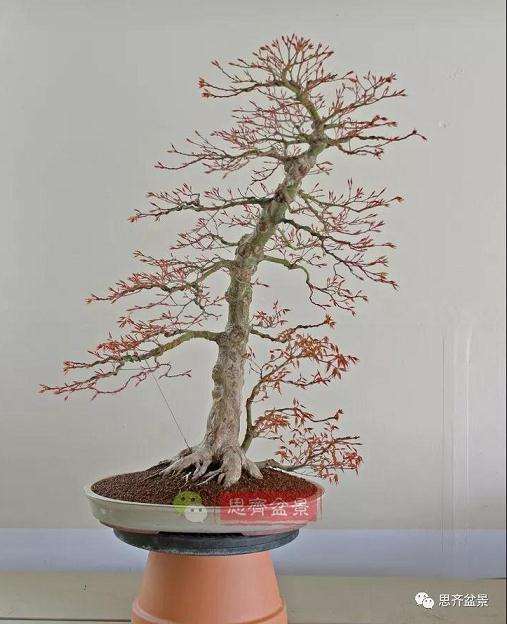 图解 红枫盆景怎么靠接补干的方法