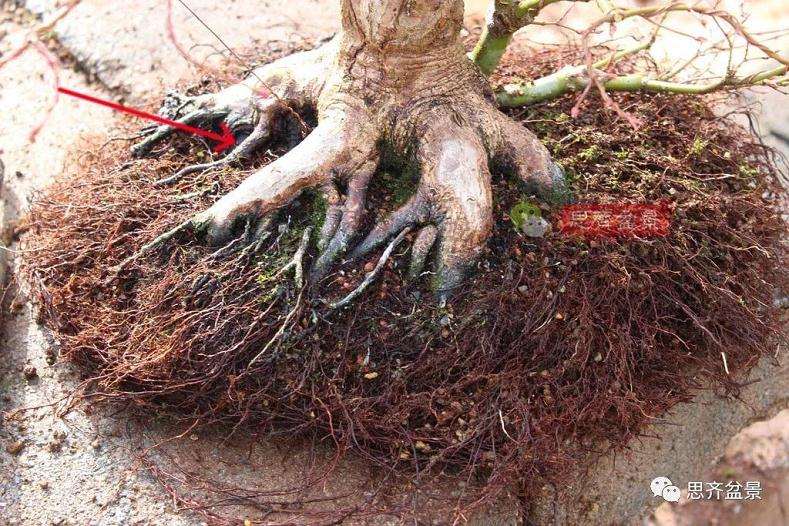 图解 红枫盆景怎么靠接补干的方法