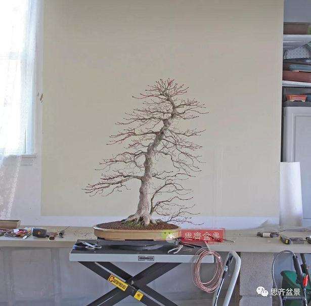 图解 红枫盆景怎么靠接补干的方法