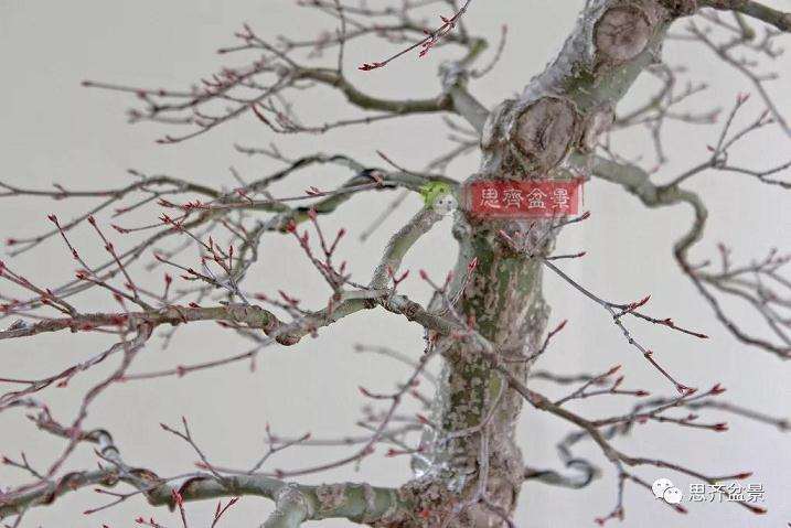 图解 红枫盆景怎么靠接补干的方法