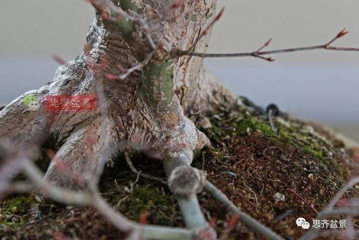 图解 红枫盆景怎么靠接补干的方法