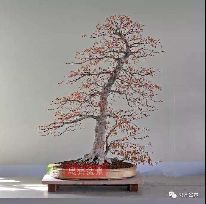 图解 红枫盆景怎么靠接补干的方法