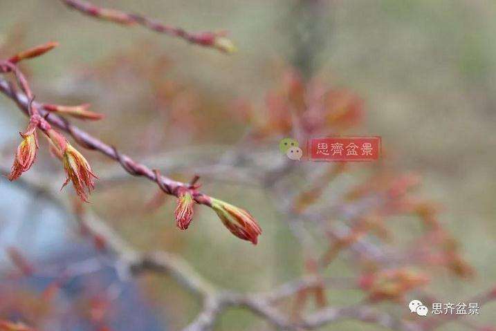 图解 红枫盆景怎么靠接补干的方法