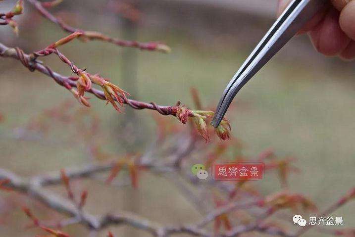 图解 红枫盆景怎么靠接补干的方法