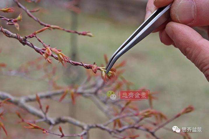 图解 红枫盆景怎么靠接补干的方法