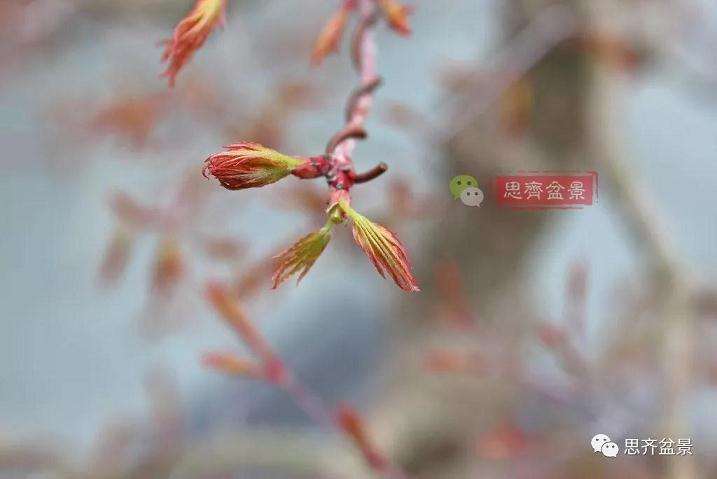 图解 红枫盆景怎么靠接补干的方法