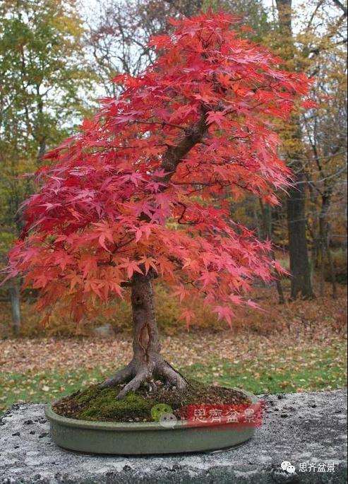 图解 红枫盆景怎么靠接补干的方法