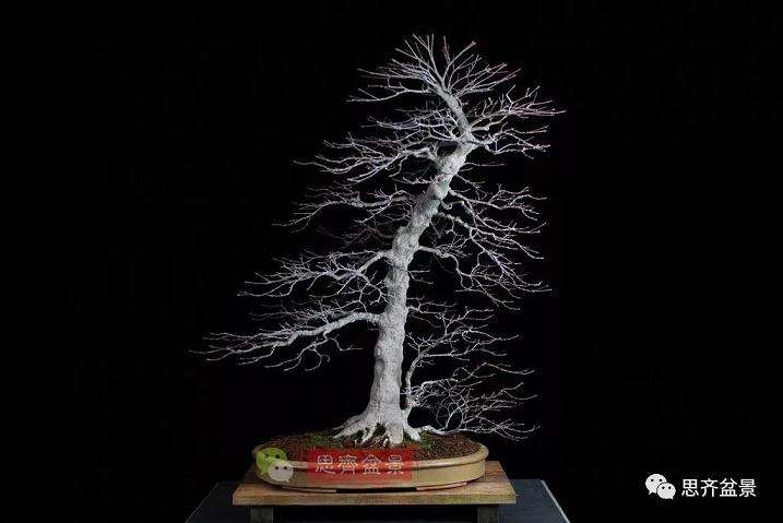 图解 红枫盆景怎么靠接补干的方法