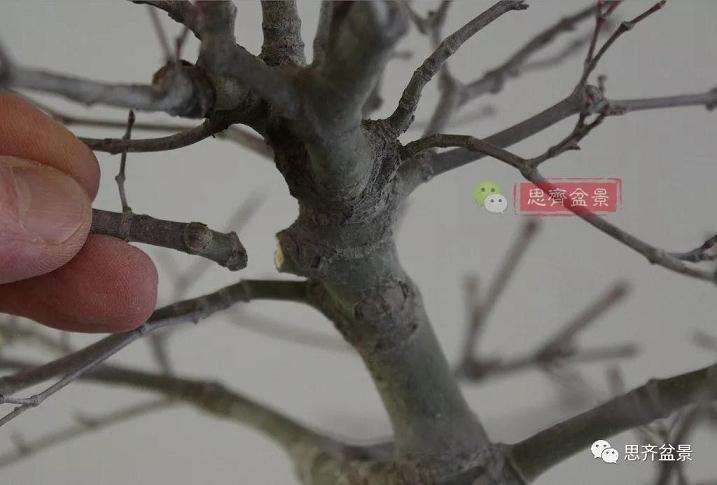 图解 红枫盆景怎么靠接补干的方法