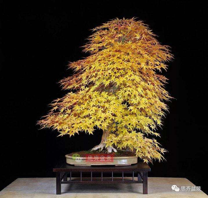 图解 红枫盆景怎么靠接补干的方法