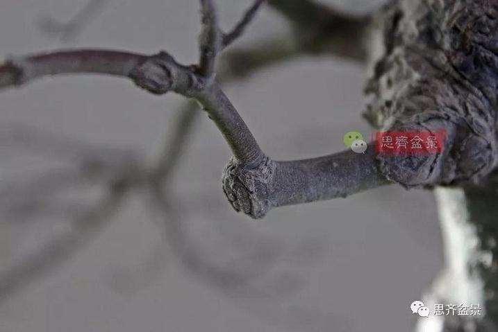 图解 红枫盆景怎么靠接补干的方法