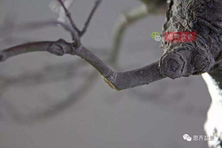 图解 红枫盆景怎么靠接补干的方法