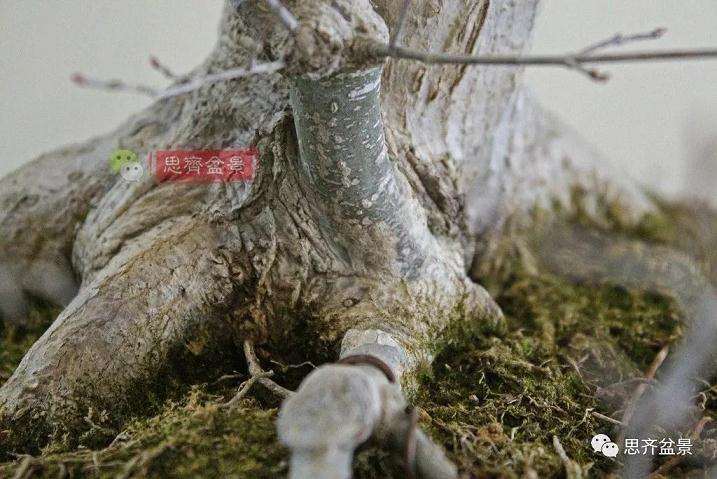 图解 红枫盆景怎么靠接补干的方法
