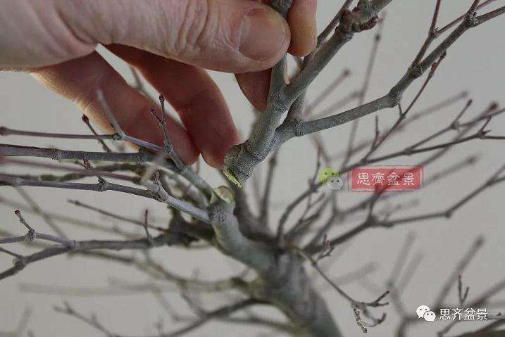 图解 红枫盆景怎么靠接补干的方法