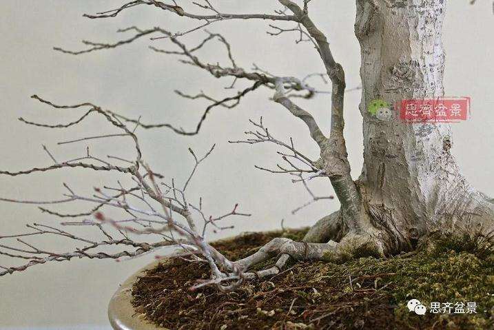 图解 红枫盆景怎么靠接补干的方法