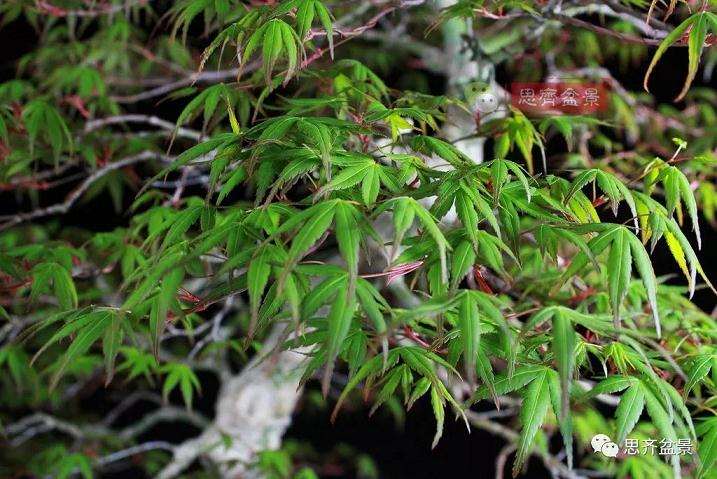 图解 红枫盆景怎么靠接补干的方法