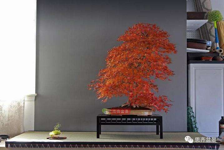 图解 红枫盆景怎么靠接补干的方法