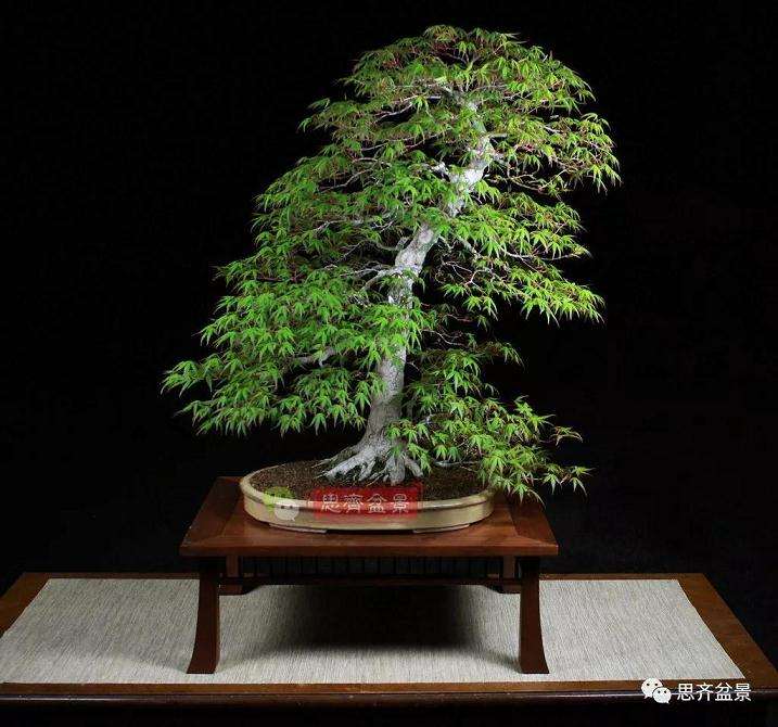 图解 红枫盆景怎么靠接补干的方法