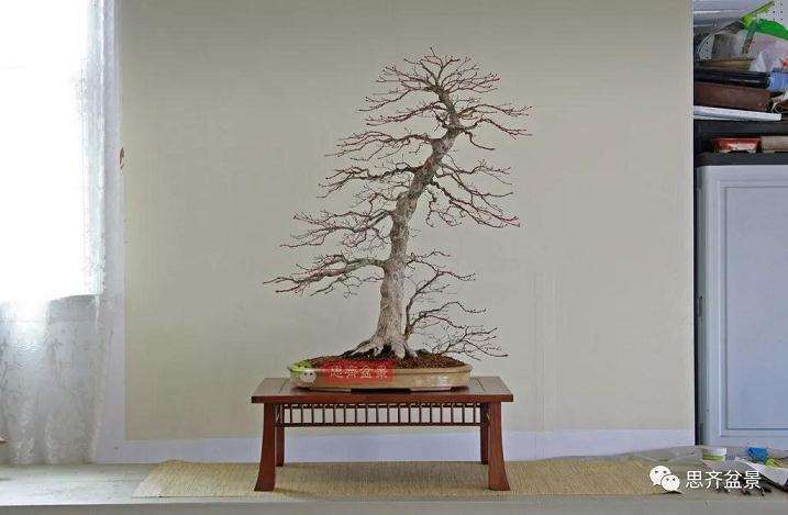 图解 红枫盆景怎么靠接补干的方法