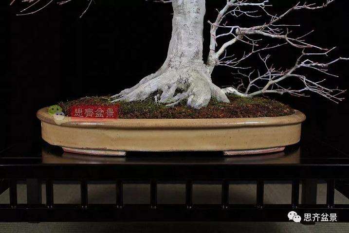 图解 红枫盆景怎么靠接补干的方法