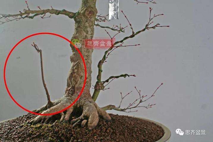 图解 红枫盆景怎么靠接补干的方法