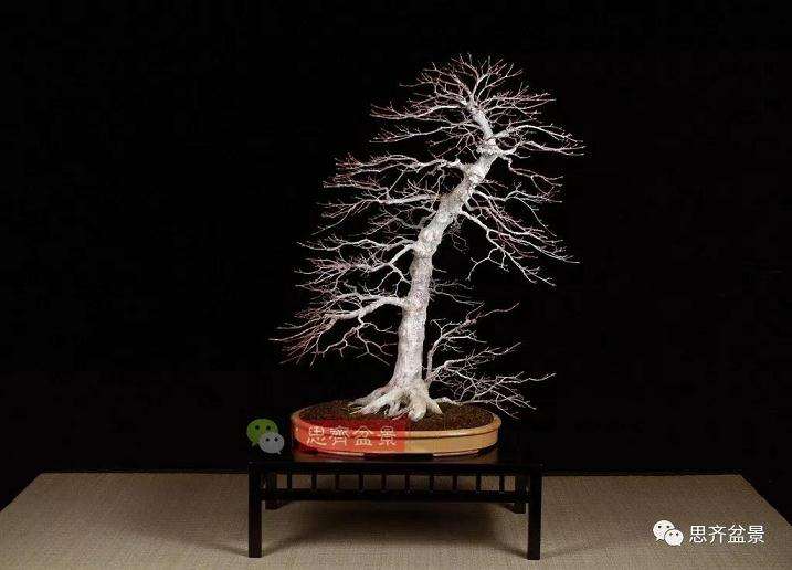 图解 红枫盆景怎么靠接补干的方法