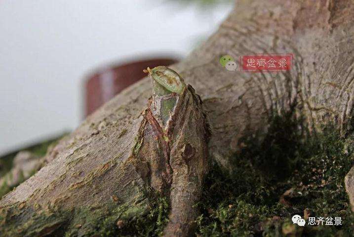 图解 红枫盆景怎么靠接补干的方法