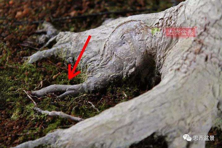 图解 红枫盆景怎么靠接补干的方法