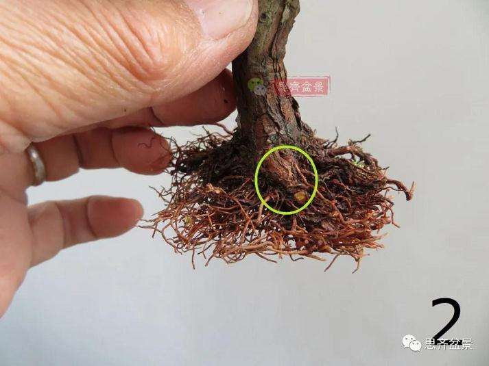 图解 微型石化桧盆景怎么翻盆修根