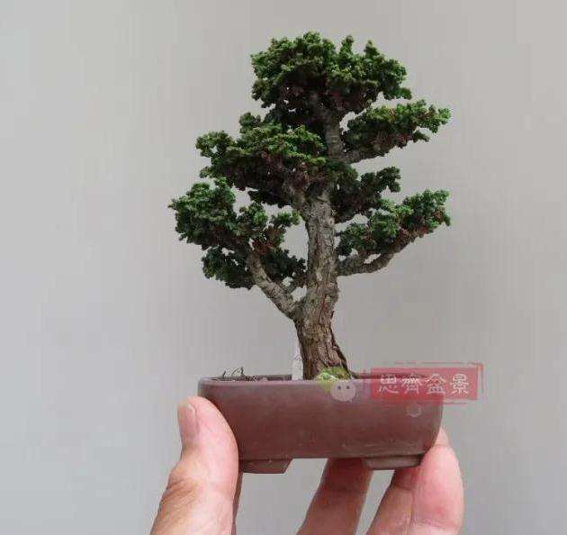 图解 微型石化桧盆景怎么翻盆修根