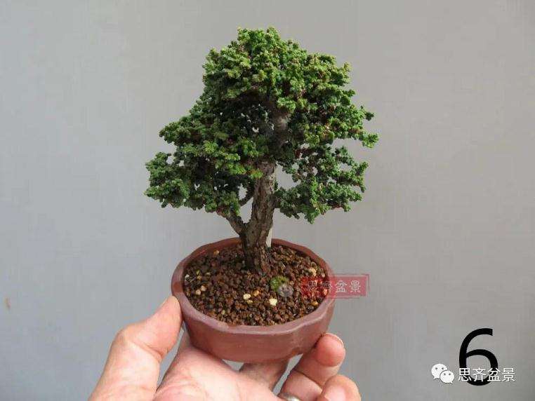 图解 微型石化桧盆景怎么翻盆修根