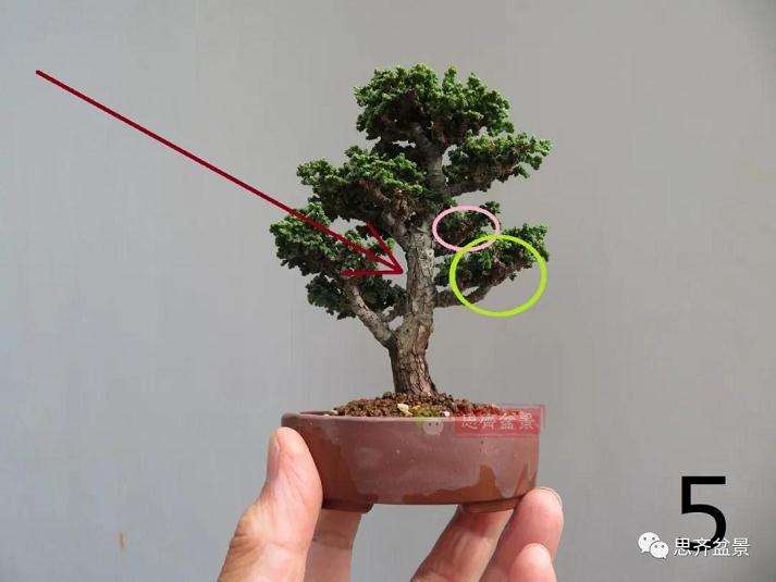 图解 微型石化桧盆景怎么翻盆修根